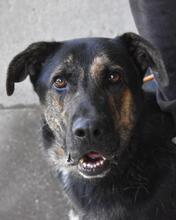 PAXIEL, Hund, Mischlingshund in Italien - Bild 12