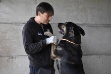 PAXIEL, Hund, Mischlingshund in Italien - Bild 2