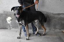 PAXIEL, Hund, Mischlingshund in Italien - Bild 3