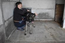 PAXIEL, Hund, Mischlingshund in Italien - Bild 4
