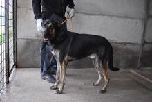 PAXIEL, Hund, Mischlingshund in Italien - Bild 5