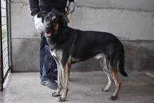 PAXIEL, Hund, Mischlingshund in Italien - Bild 6