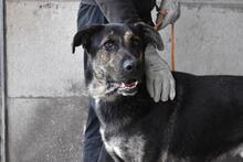 PAXIEL, Hund, Mischlingshund in Italien - Bild 7