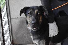 PAXIEL, Hund, Mischlingshund in Italien - Bild 8