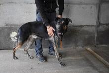 PAXIEL, Hund, Mischlingshund in Italien - Bild 9