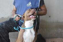 OLENA, Hund, Molosser in Italien - Bild 10