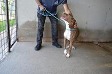 OLENA, Hund, Molosser in Italien - Bild 3
