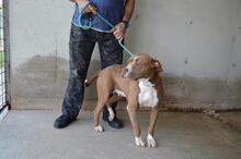 OLENA, Hund, Molosser in Italien - Bild 4