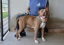 OLENA, Hund, Molosser in Italien - Bild 6