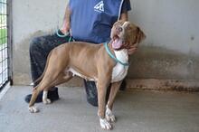 OLENA, Hund, Molosser in Italien - Bild 8