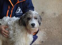 TEAGAN, Hund, Mischlingshund in Italien - Bild 1