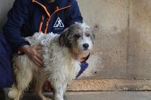 TEAGAN, Hund, Mischlingshund in Italien - Bild 10