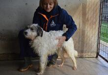 TEAGAN, Hund, Mischlingshund in Italien - Bild 2