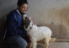 TEAGAN, Hund, Mischlingshund in Italien - Bild 3