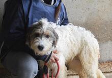 TEAGAN, Hund, Mischlingshund in Italien - Bild 4