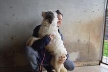 TEAGAN, Hund, Mischlingshund in Italien - Bild 5