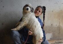 TEAGAN, Hund, Mischlingshund in Italien - Bild 7
