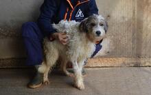 TEAGAN, Hund, Mischlingshund in Italien - Bild 8