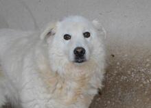 ODHRAN, Hund, Maremmano-Mix in Italien - Bild 1