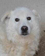 ODHRAN, Hund, Maremmano-Mix in Italien - Bild 10