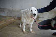 ODHRAN, Hund, Maremmano-Mix in Italien - Bild 2