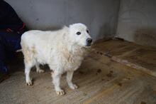 ODHRAN, Hund, Maremmano-Mix in Italien - Bild 3