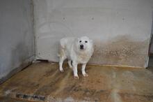 ODHRAN, Hund, Maremmano-Mix in Italien - Bild 4