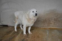 ODHRAN, Hund, Maremmano-Mix in Italien - Bild 5