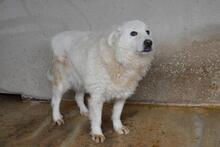 ODHRAN, Hund, Maremmano-Mix in Italien - Bild 6