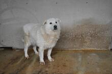 ODHRAN, Hund, Maremmano-Mix in Italien - Bild 7