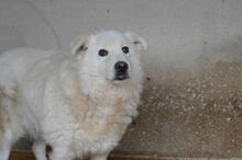 ODHRAN, Hund, Maremmano-Mix in Italien - Bild 8