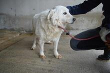 ODHRAN, Hund, Maremmano-Mix in Italien - Bild 9