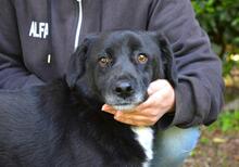 MORENO, Hund, Mischlingshund in Italien - Bild 1