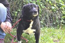 MORENO, Hund, Mischlingshund in Italien - Bild 10
