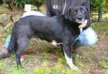 MORENO, Hund, Mischlingshund in Italien - Bild 11