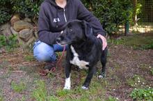 MORENO, Hund, Mischlingshund in Italien - Bild 12