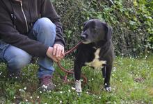 MORENO, Hund, Mischlingshund in Italien - Bild 2