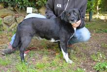 MORENO, Hund, Mischlingshund in Italien - Bild 3