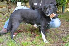 MORENO, Hund, Mischlingshund in Italien - Bild 4
