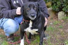 MORENO, Hund, Mischlingshund in Italien - Bild 5