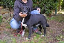 MORENO, Hund, Mischlingshund in Italien - Bild 6