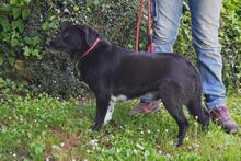 MORENO, Hund, Mischlingshund in Italien - Bild 7