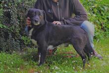 MORENO, Hund, Mischlingshund in Italien - Bild 8