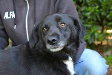 MORENO, Hund, Mischlingshund in Italien - Bild 9