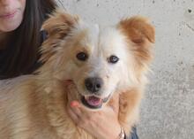 LIZETTE, Hund, Mischlingshund in Italien - Bild 1