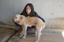 LIZETTE, Hund, Mischlingshund in Italien - Bild 10