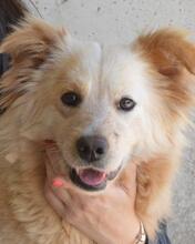 LIZETTE, Hund, Mischlingshund in Italien - Bild 12