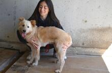 LIZETTE, Hund, Mischlingshund in Italien - Bild 2