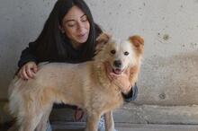 LIZETTE, Hund, Mischlingshund in Italien - Bild 3
