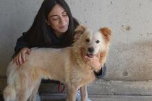 LIZETTE, Hund, Mischlingshund in Italien - Bild 4